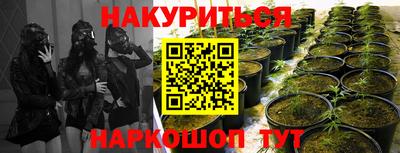 шишки Кимры